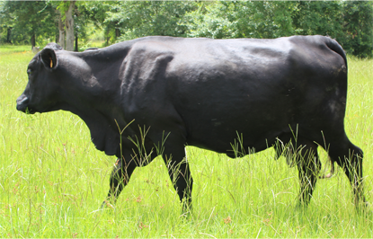 Grass Fed Beef grass fed beef, wholesale meats, meat wholesalers,